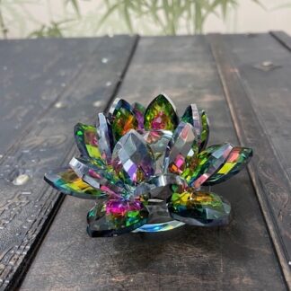 Лотос цветной